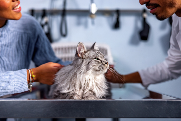 How ScribbleVet & Plumb’s Work Together From Visit to Follow-Up